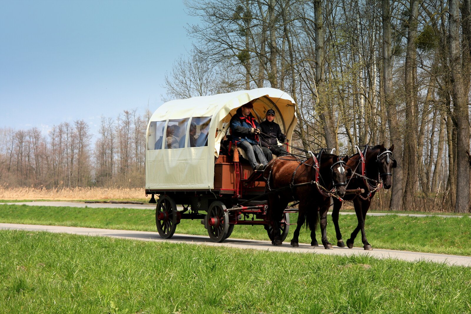 Char à fondue : calèche tirée par deux chevaux dans la campagne de Noville